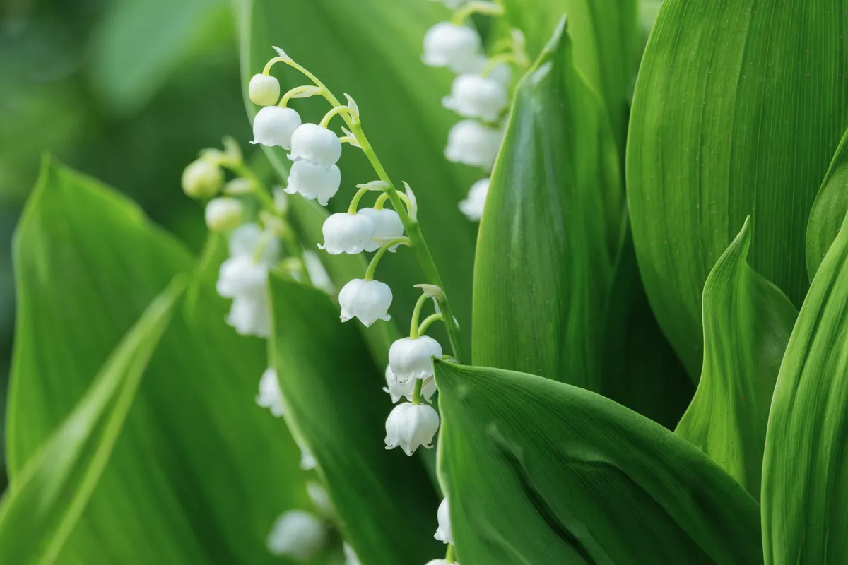 Le muguet du 1er mai : cartes porte-bonheur et brins en papier